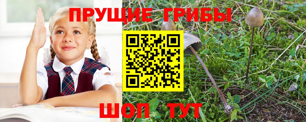 Рославль  Галлюциногенные грибы прущие грибы  Вход с VPN  Псилоцибиновые грибы Psilocybine cubensis 